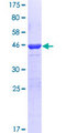 PER2 Protein - 12.5% SDS-PAGE Stained with Coomassie Blue.