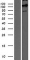 PER3 Protein - Western validation with an anti-DDK antibody * L: Control HEK293 lysate R: Over-expression lysate