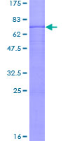 PER3 Protein - 12.5% SDS-PAGE of human PER3 stained with Coomassie Blue
