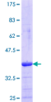 PER3 Protein - 12.5% SDS-PAGE Stained with Coomassie Blue.