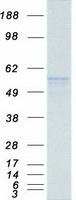 Peripherin Protein - Purified recombinant protein PRPH was analyzed by SDS-PAGE gel and Coomassie Blue Staining