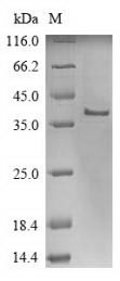 PERP Protein - (Tris-Glycine gel) Discontinuous SDS-PAGE (reduced) with 5% enrichment gel and 15% separation gel.