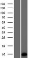 PET117 Protein - Western validation with an anti-DDK antibody * L: Control HEK293 lysate R: Over-expression lysate