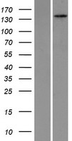 PEX1 Protein - Western validation with an anti-DDK antibody * L: Control HEK293 lysate R: Over-expression lysate