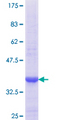 PEX11B Protein - 12.5% SDS-PAGE Stained with Coomassie Blue.