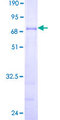 PEX12 Protein - 12.5% SDS-PAGE of human PEX12 stained with Coomassie Blue