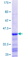 PEX13 Protein - 12.5% SDS-PAGE Stained with Coomassie Blue.