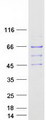 PEX14 Protein - Purified recombinant protein PEX14 was analyzed by SDS-PAGE gel and Coomassie Blue Staining