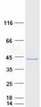 PEX19 Protein - Purified recombinant protein PEX19 was analyzed by SDS-PAGE gel and Coomassie Blue Staining