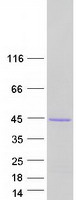 PEX19 Protein - Purified recombinant protein PEX19 was analyzed by SDS-PAGE gel and Coomassie Blue Staining