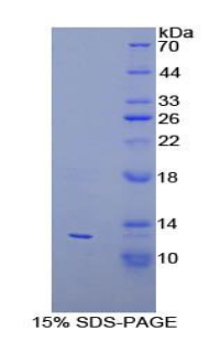 PEX2 / PAF-1 Protein - Recombinant Peroxisomal Biogenesis Factor 2 By SDS-PAGE
