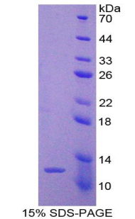 PEX2 / PAF-1 Protein - Recombinant Peroxisomal Biogenesis Factor 2 By SDS-PAGE