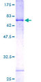 PEX3 Protein - 12.5% SDS-PAGE of human PEX3 stained with Coomassie Blue
