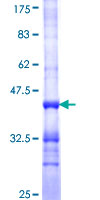 PEX3 Protein - 12.5% SDS-PAGE Stained with Coomassie Blue.