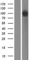 PEX5 Protein - Western validation with an anti-DDK antibody * L: Control HEK293 lysate R: Over-expression lysate