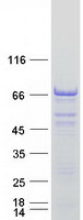 PEX5L Protein - Purified recombinant protein PEX5L was analyzed by SDS-PAGE gel and Coomassie Blue Staining