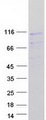 PEX6 Protein - Purified recombinant protein PEX6 was analyzed by SDS-PAGE gel and Coomassie Blue Staining