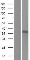 PEX7 Protein - Western validation with an anti-DDK antibody * L: Control HEK293 lysate R: Over-expression lysate