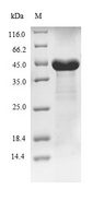 PFAS Protein - (Tris-Glycine gel) Discontinuous SDS-PAGE (reduced) with 5% enrichment gel and 15% separation gel.