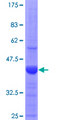 PFK2 / PFKFB3 Protein - 12.5% SDS-PAGE Stained with Coomassie Blue