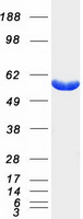 PFKFB4 Protein - Purified recombinant protein PFKFB4 was analyzed by SDS-PAGE gel and Coomassie Blue Staining