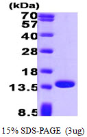 PFN1 / Profilin 1 Protein