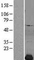 PFN2 / Profilin 2 Protein - Western validation with an anti-DDK antibody * L: Control HEK293 lysate R: Over-expression lysate