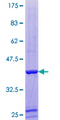 PFN4 Protein - 12.5% SDS-PAGE of human PFN4 stained with Coomassie Blue
