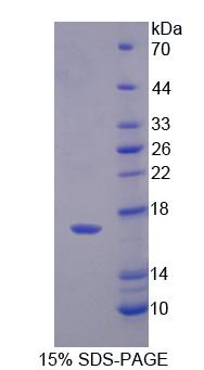 PFN4 Protein - Recombinant Profilin 4 (PFN4) by SDS-PAGE