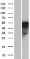PFTK1 / CDK14 Protein - Western validation with an anti-DDK antibody * L: Control HEK293 lysate R: Over-expression lysate