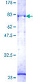 PFTK1 / CDK14 Protein - 12.5% SDS-PAGE of human PFTK1 stained with Coomassie Blue