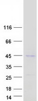 PFTK1 / CDK14 Protein - Purified recombinant protein CDK14 was analyzed by SDS-PAGE gel and Coomassie Blue Staining