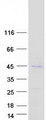 PFTK1 / CDK14 Protein - Purified recombinant protein CDK14 was analyzed by SDS-PAGE gel and Coomassie Blue Staining