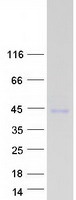 PGA4 Protein - Purified recombinant protein PGA4 was analyzed by SDS-PAGE gel and Coomassie Blue Staining