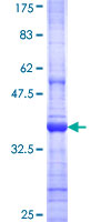 PGA5 / Pepsin A Protein - 12.5% SDS-PAGE Stained with Coomassie Blue.