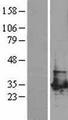 PGAM1 Protein - Western validation with an anti-DDK antibody * L: Control HEK293 lysate R: Over-expression lysate