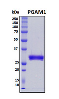 PGAM1 Protein - SDS-PAGE under reducing conditions and visualized by Coomassie blue staining