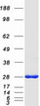 PGAM1 Protein - Purified recombinant protein PGAM1 was analyzed by SDS-PAGE gel and Coomassie Blue Staining