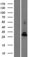 PGAM4 Protein - Western validation with an anti-DDK antibody * L: Control HEK293 lysate R: Over-expression lysate