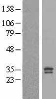PGAM5 Protein - Western validation with an anti-DDK antibody * L: Control HEK293 lysate R: Over-expression lysate