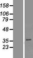 PGAP3 / PERLD1 Protein - Western validation with an anti-DDK antibody * L: Control HEK293 lysate R: Over-expression lysate