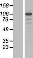 PGBD1 Protein - Western validation with an anti-DDK antibody * L: Control HEK293 lysate R: Over-expression lysate