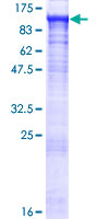 PGBD1 Protein - 12.5% SDS-PAGE of human PGBD1 stained with Coomassie Blue