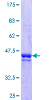 PGBD1 Protein - 12.5% SDS-PAGE Stained with Coomassie Blue.