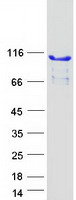 PGBD1 Protein - Purified recombinant protein PGBD1 was analyzed by SDS-PAGE gel and Coomassie Blue Staining