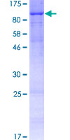 PGBD2 Protein - 12.5% SDS-PAGE of human PGBD2 stained with Coomassie Blue