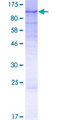 PGBD3 Protein - 12.5% SDS-PAGE of human PGBD3 stained with Coomassie Blue