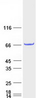 PGBD3 Protein - Purified recombinant protein PGBD3 was analyzed by SDS-PAGE gel and Coomassie Blue Staining