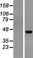 PGC / Pepsin C Protein - Western validation with an anti-DDK antibody * L: Control HEK293 lysate R: Over-expression lysate