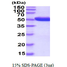 PGD Protein